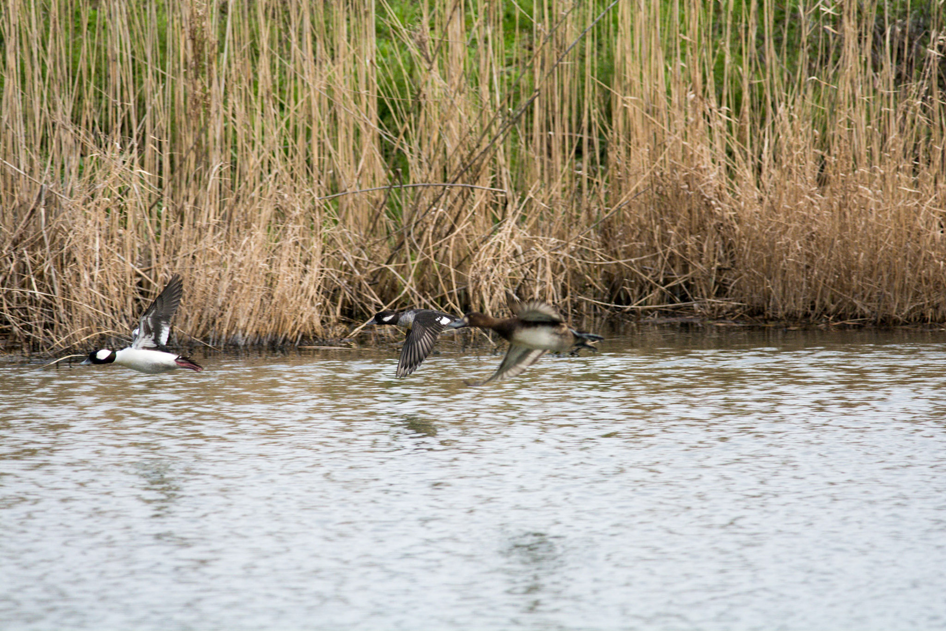 Bufflehead and Scaup