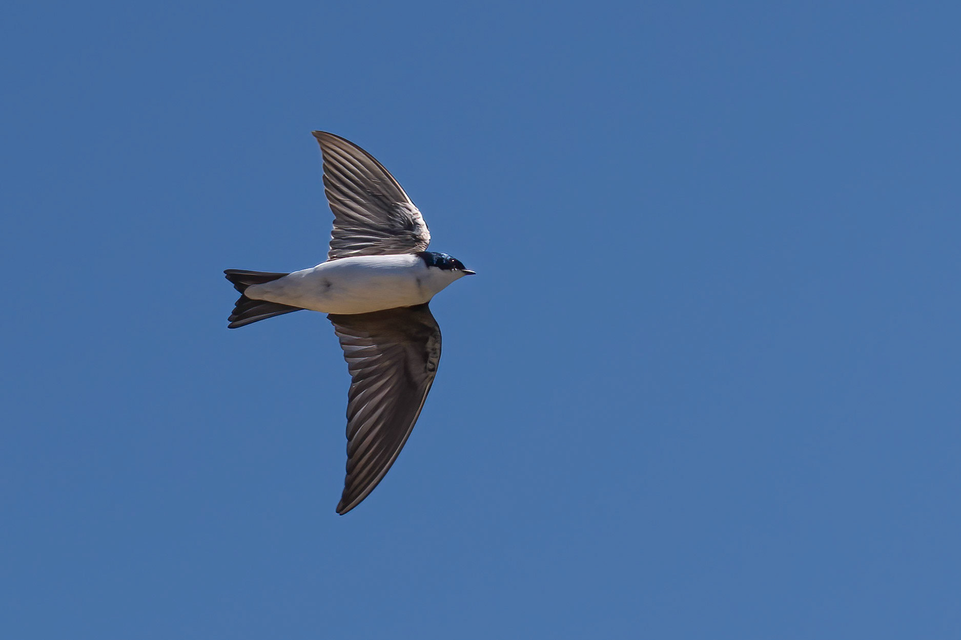 Tree Swallow