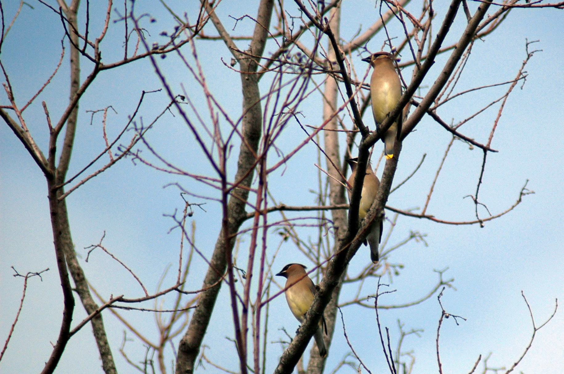 Cedar Waxwings