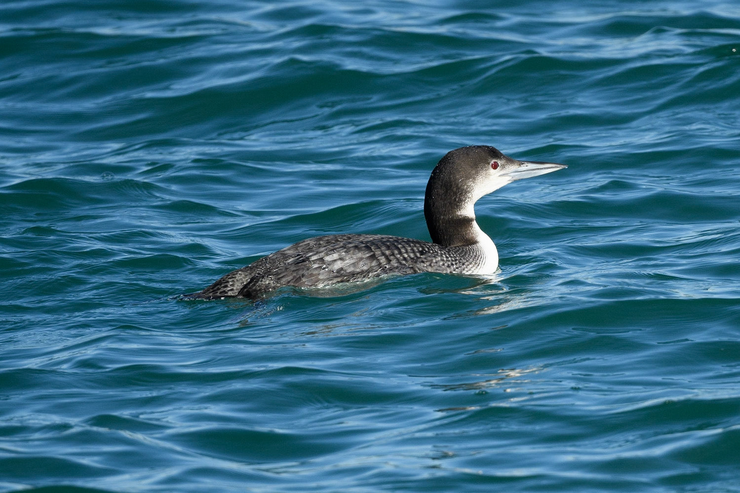 Common Loon