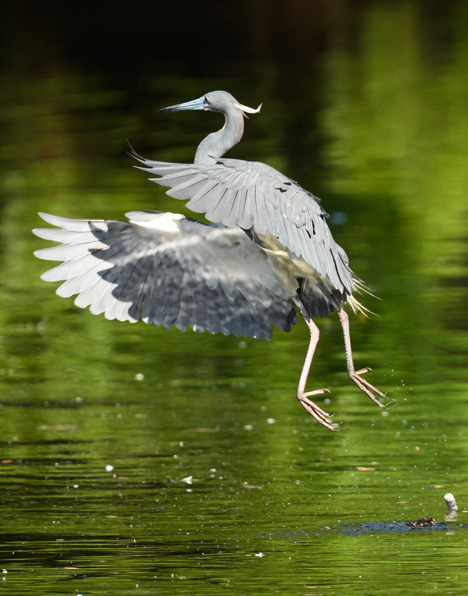 Tri-Colored Heron