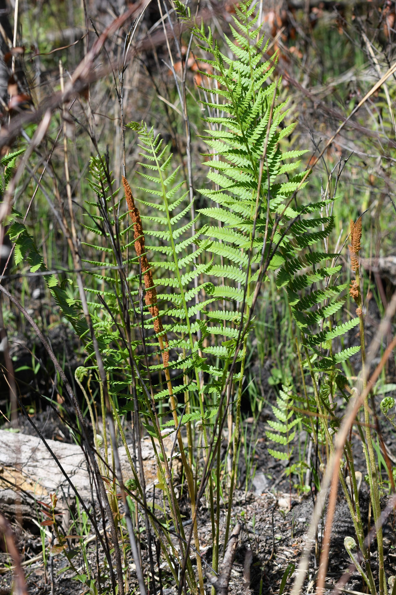 Cinnamon Fern