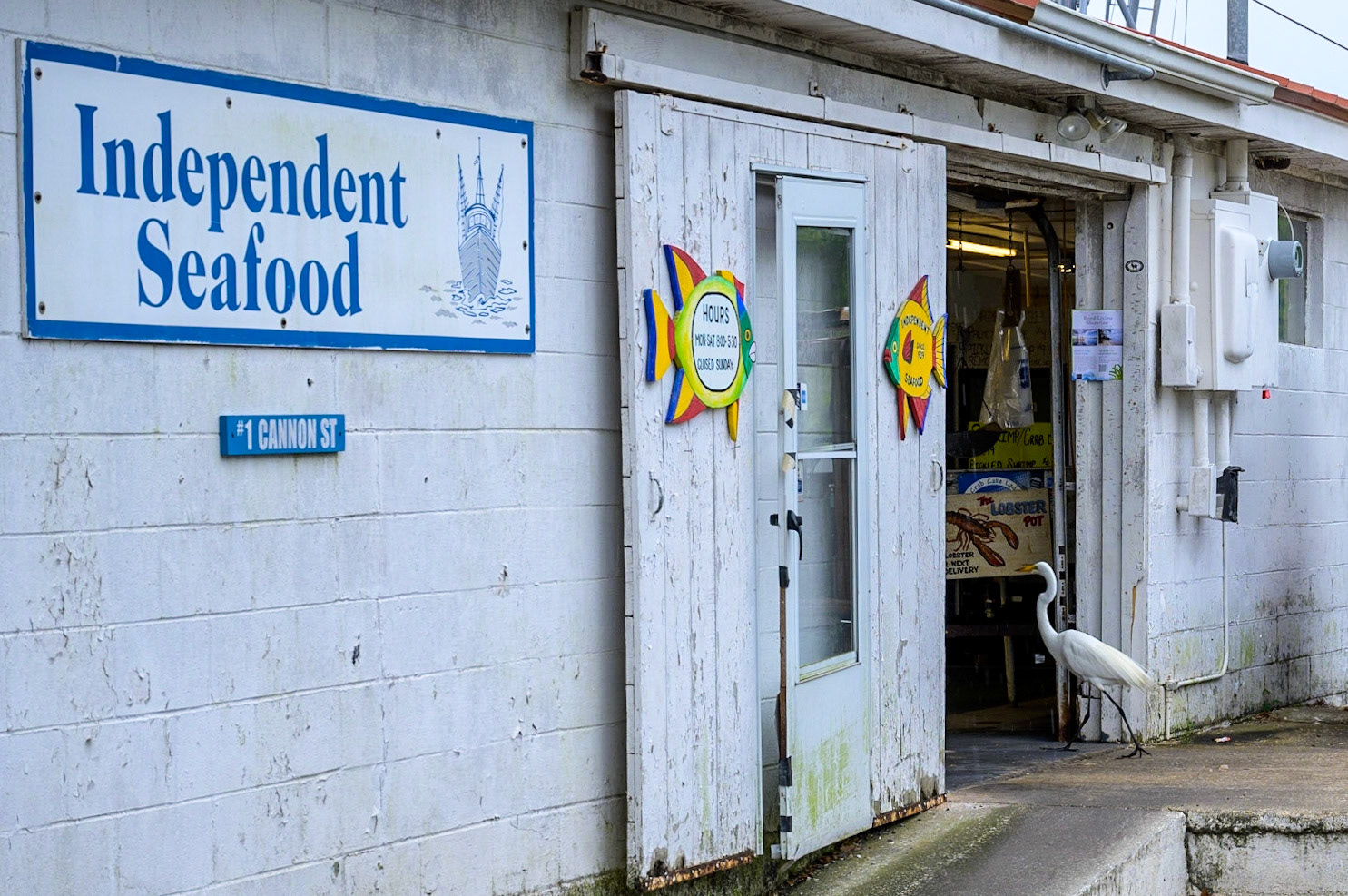 Wilbur the Egret, first customer of the day at Independent Seafood