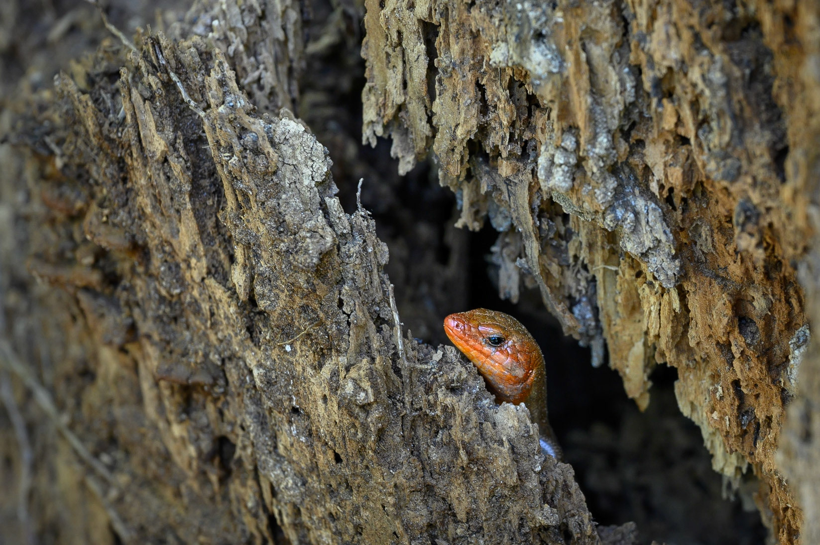 Broad-headed Skink