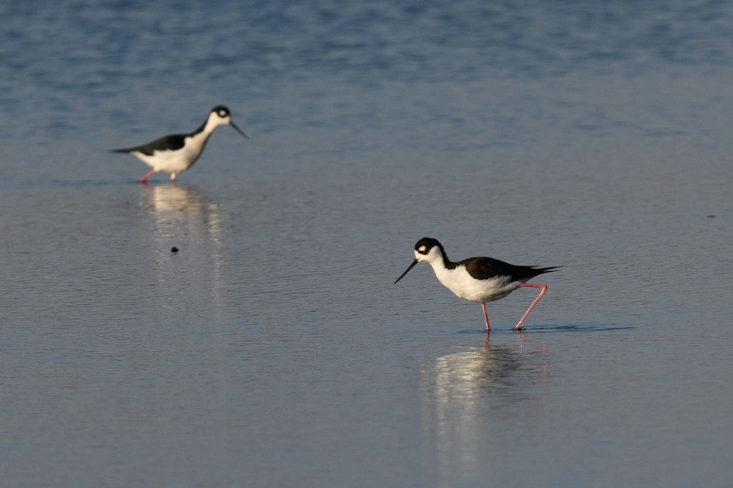 Black-Necked Stilts