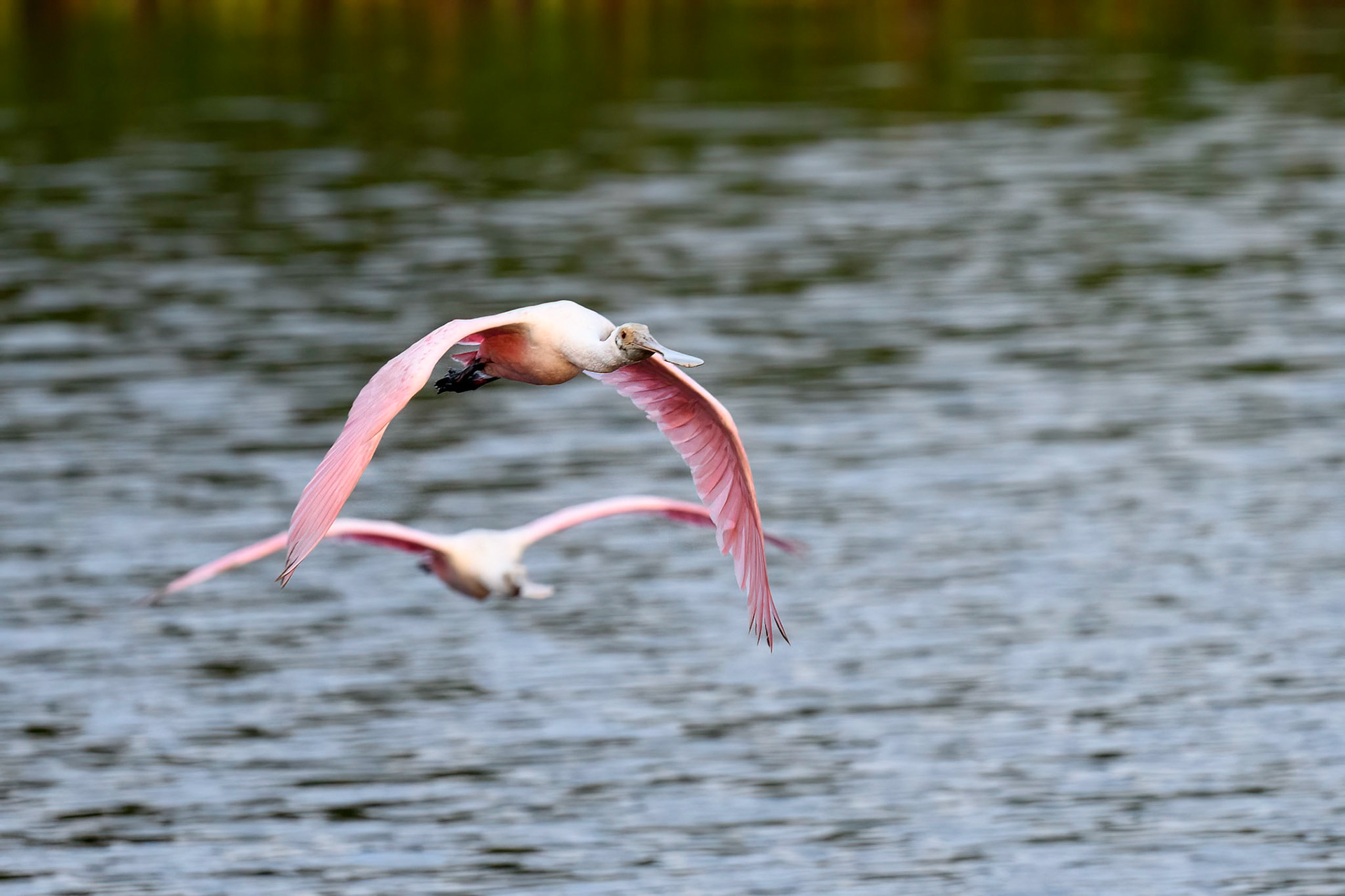 Roseate Spoonbills