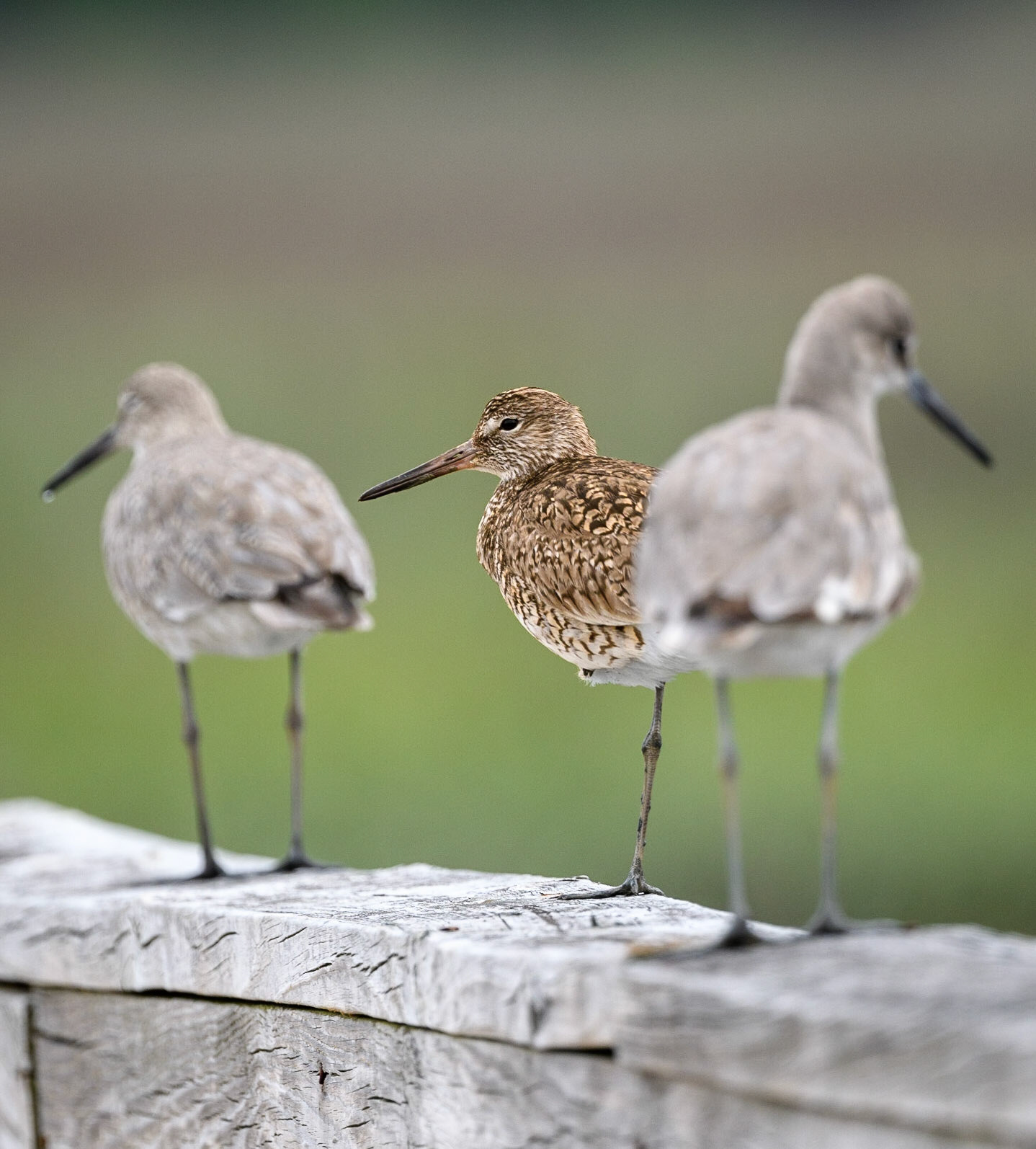 Short Billed Dowitcher between two Willets