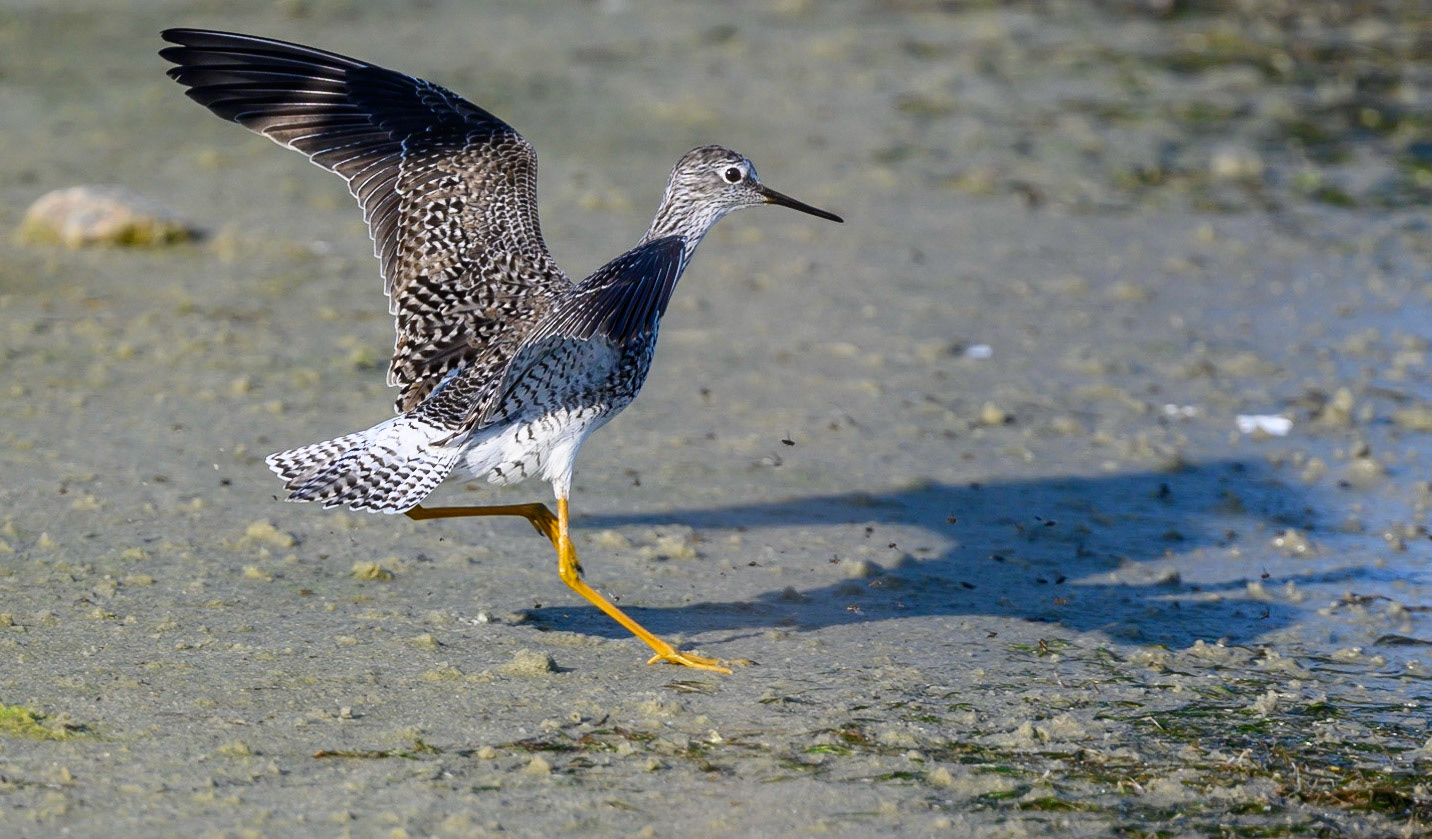 Lesser Yellowlegs