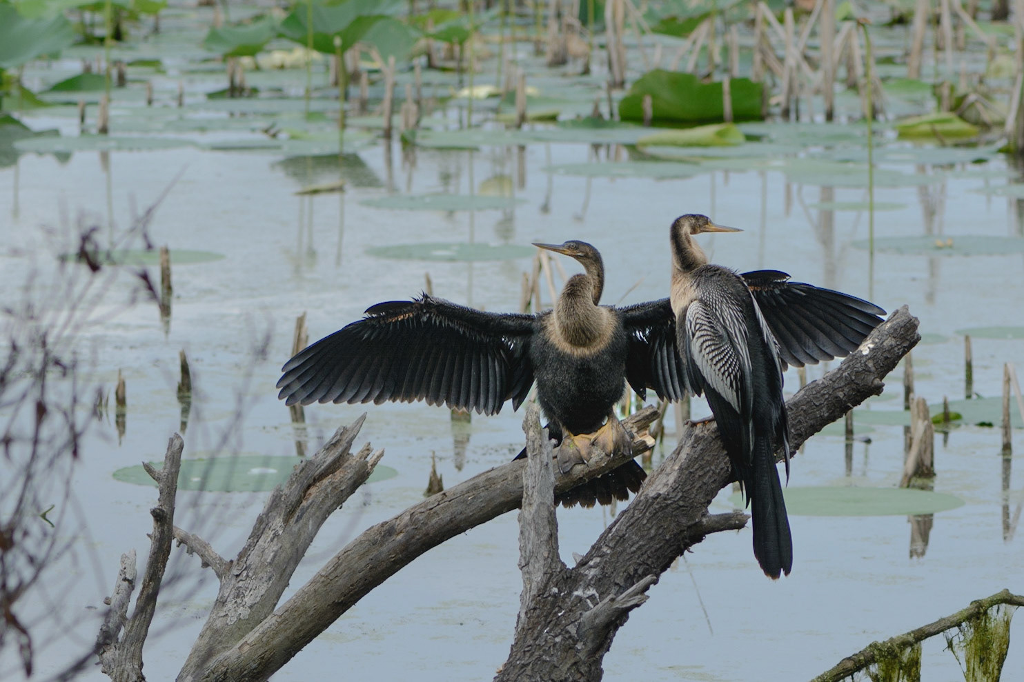Pair of Anhingas