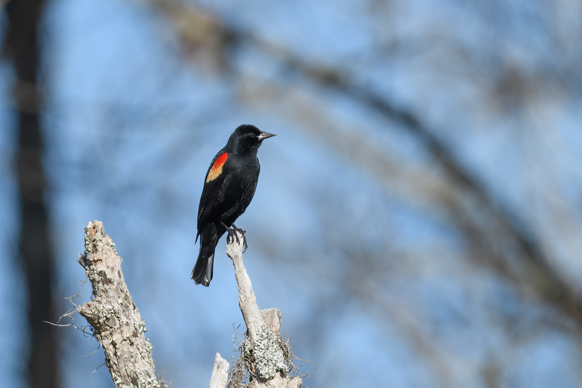 Red-Winged Black bird