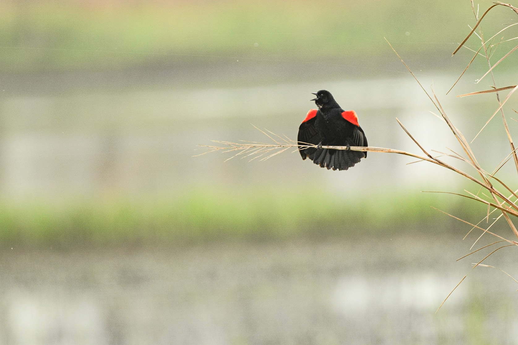 Red-Winged Black Bird
