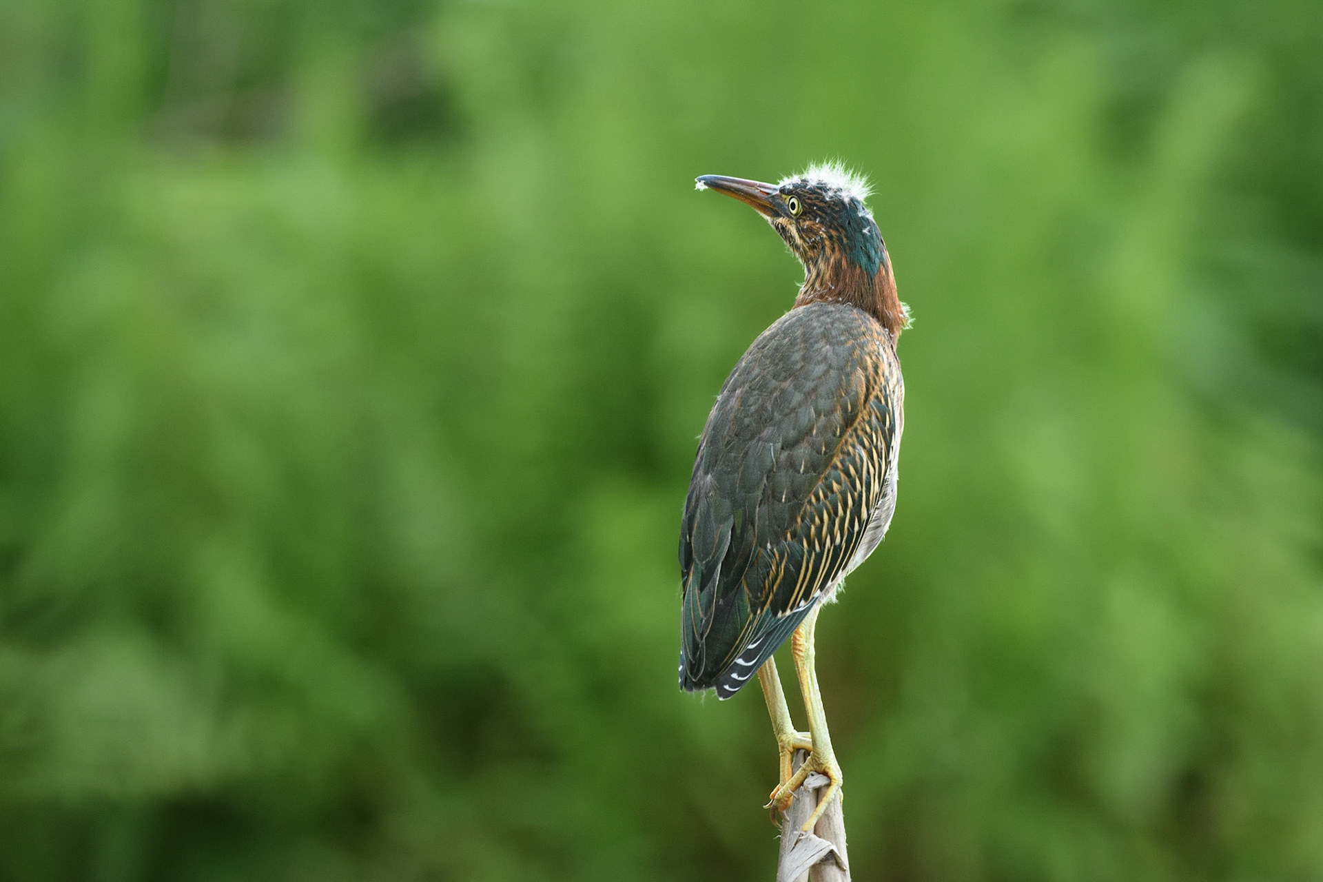 Immature Green Heron