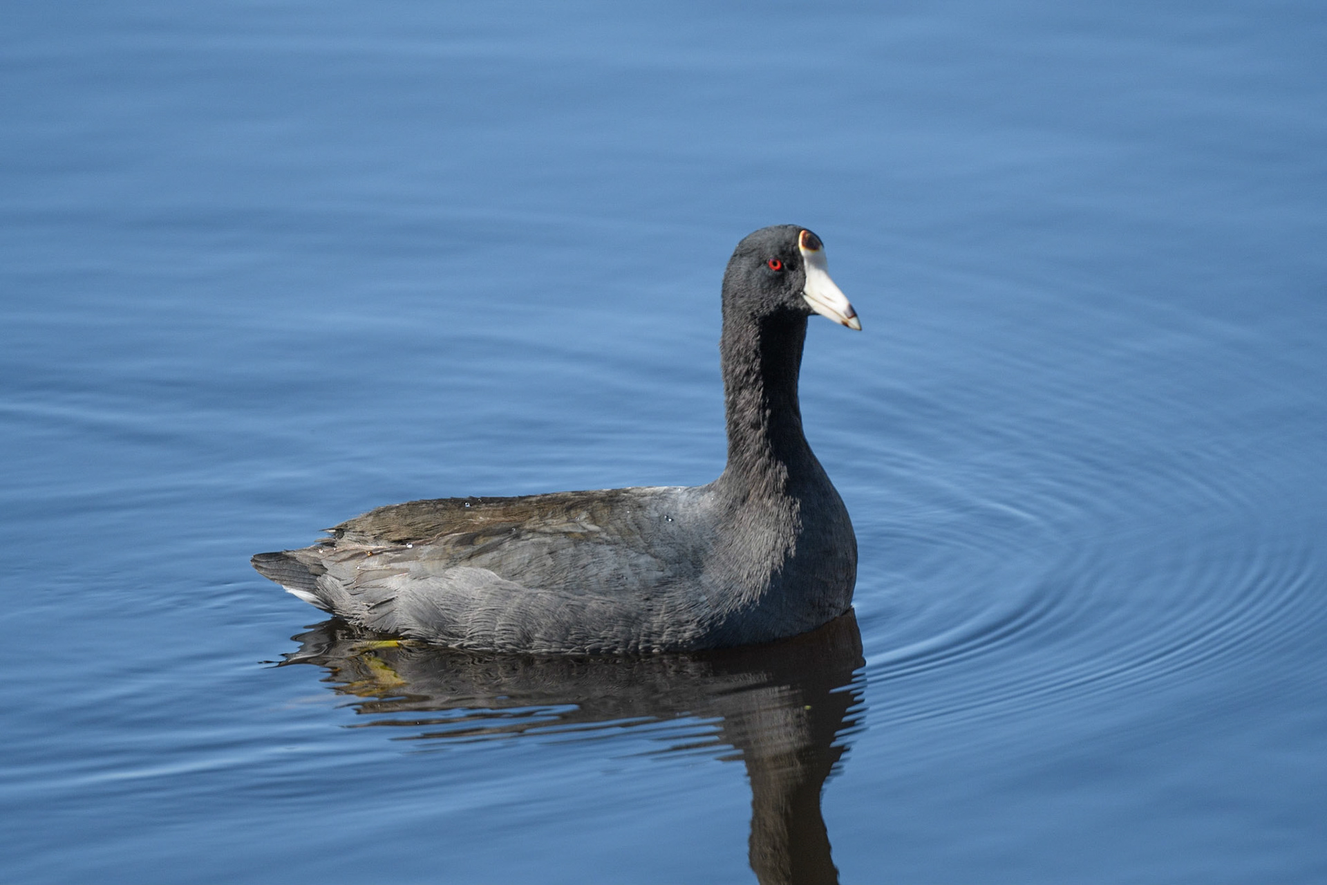 American Coot