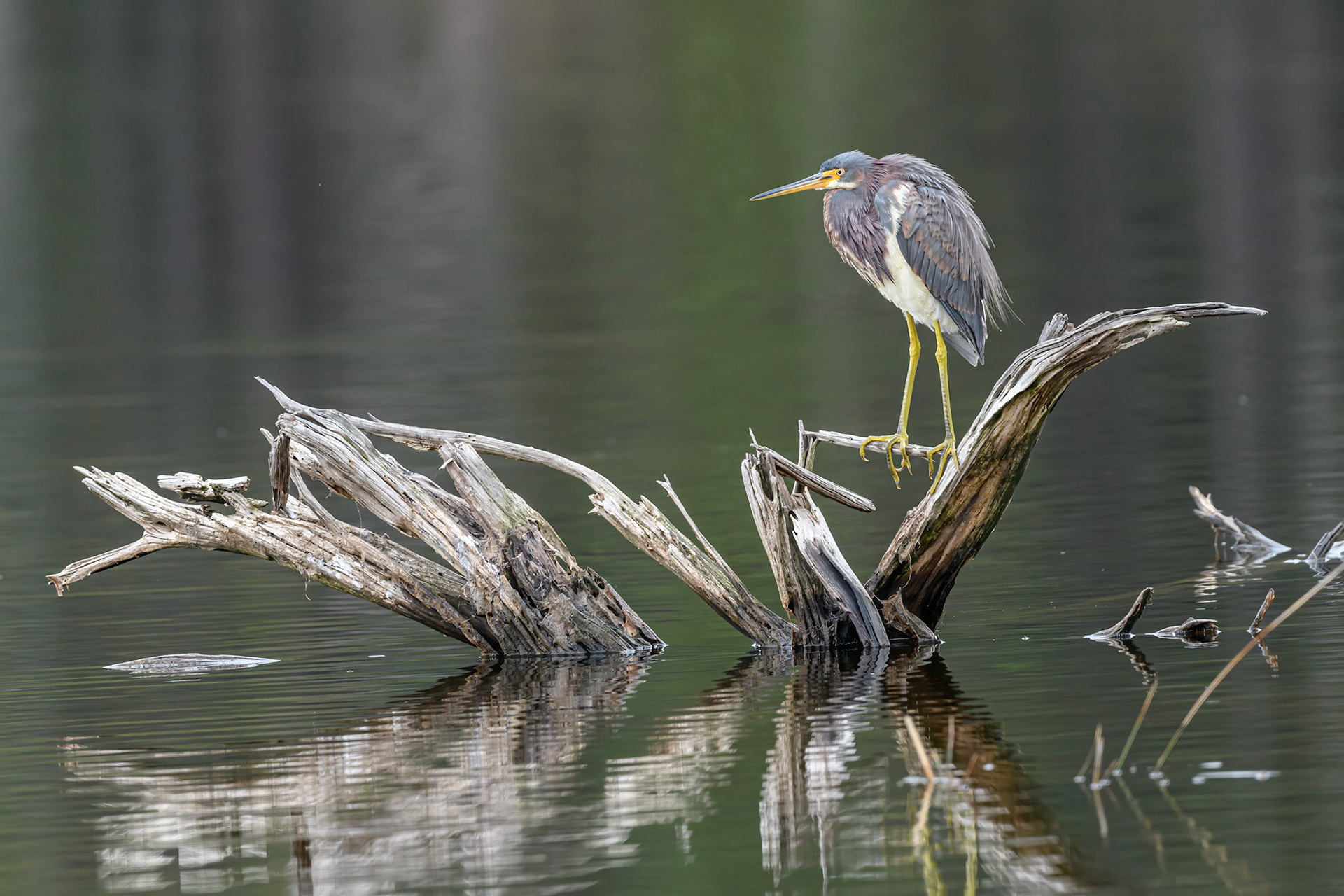 Tri-Colored Heron