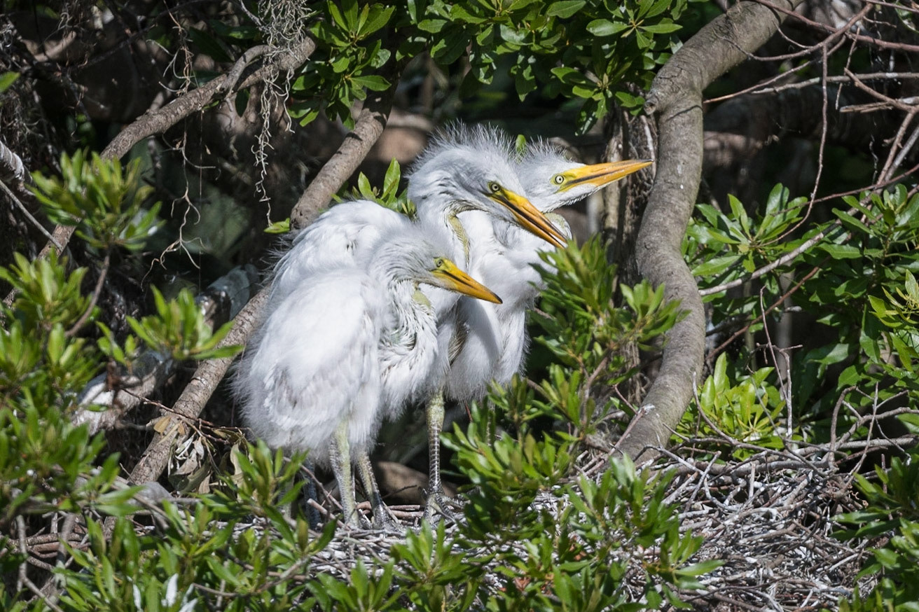 Great Egret chicks