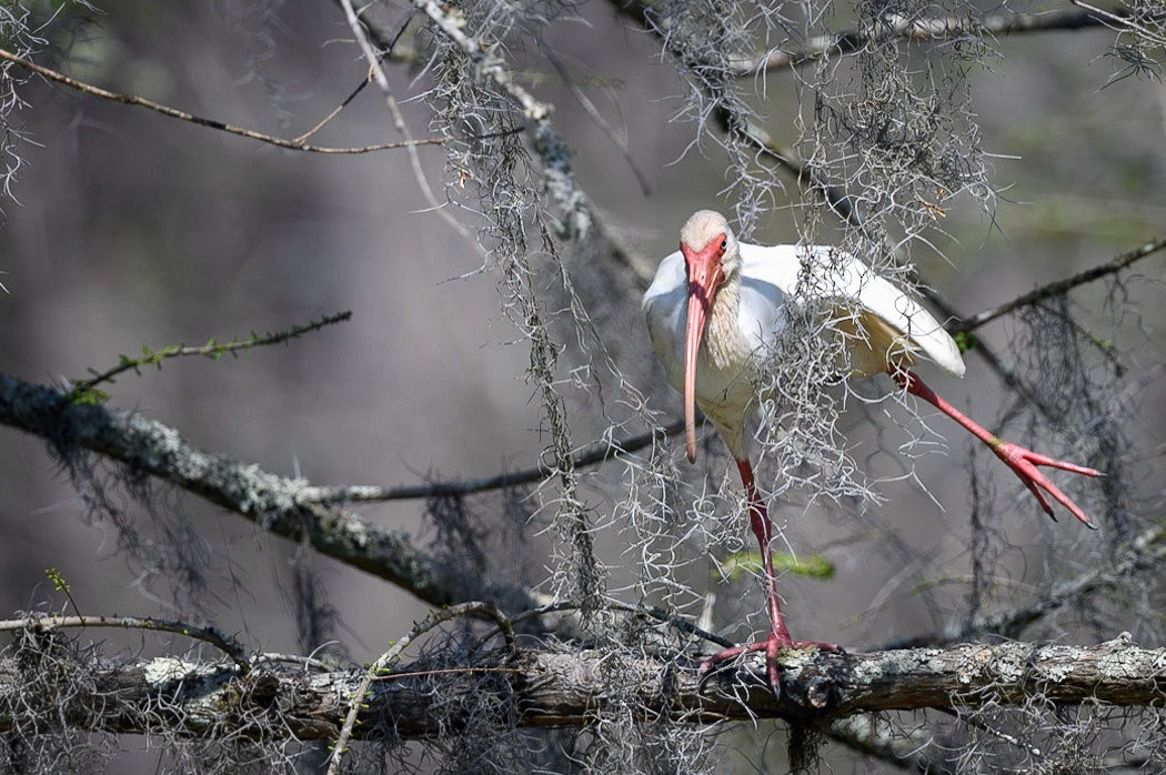 White Ibis stretching