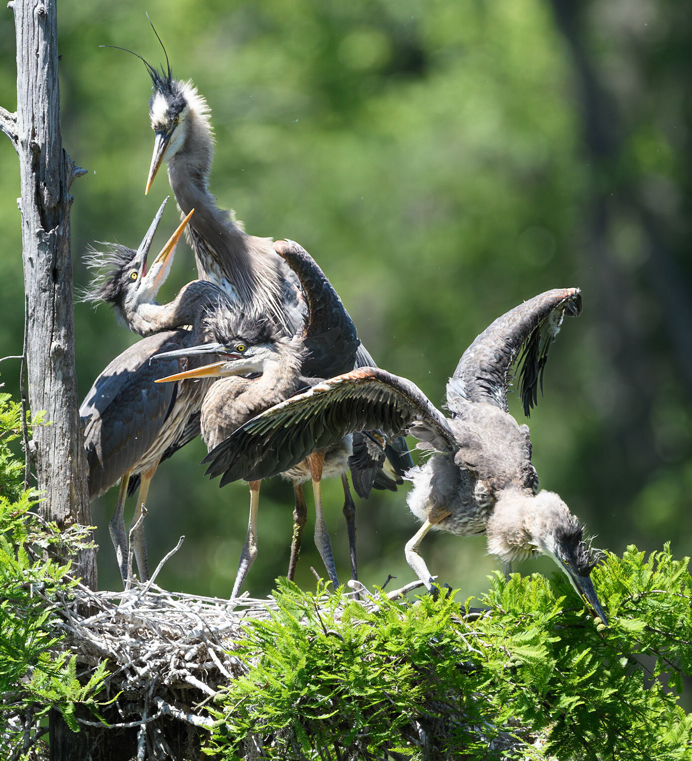 Great Blue Heron feeding chicks