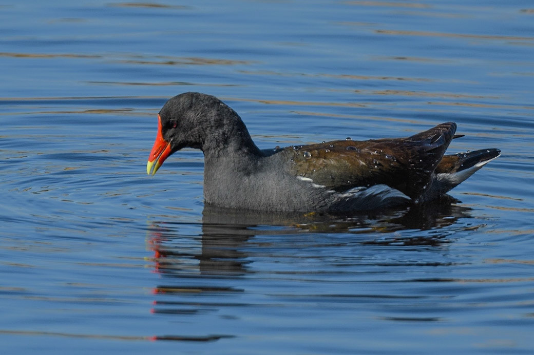 Common Gallinule