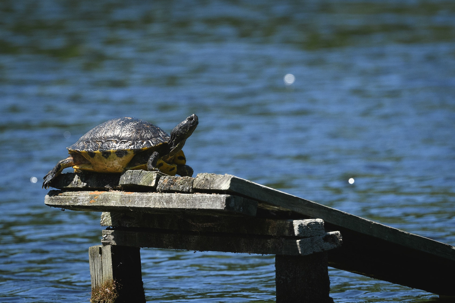 Yellow-Bellied Slider
