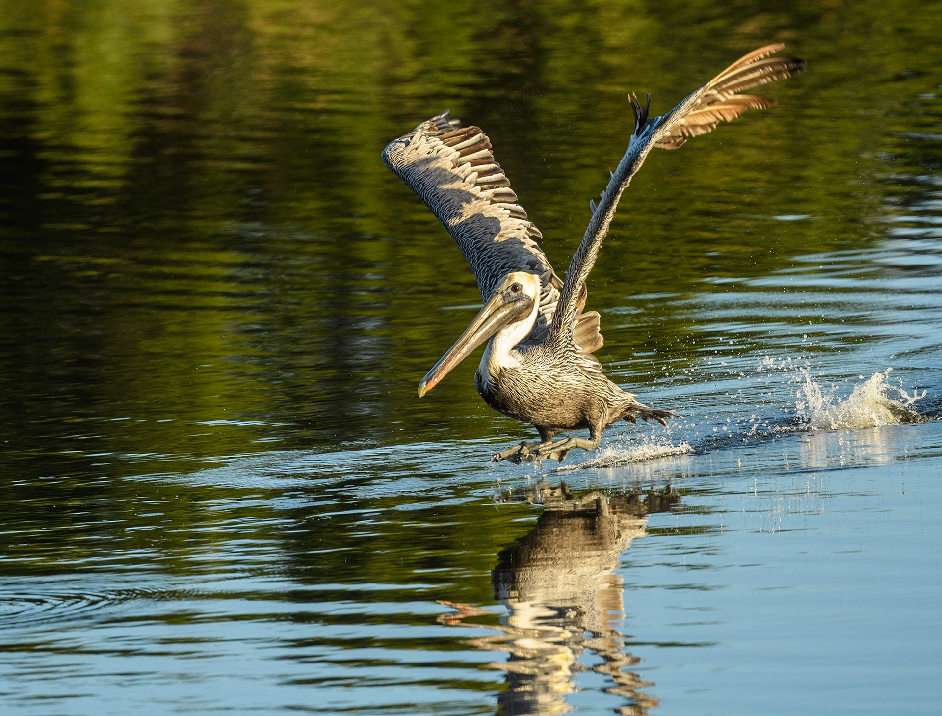 Brown Pelican coming in for a landing
