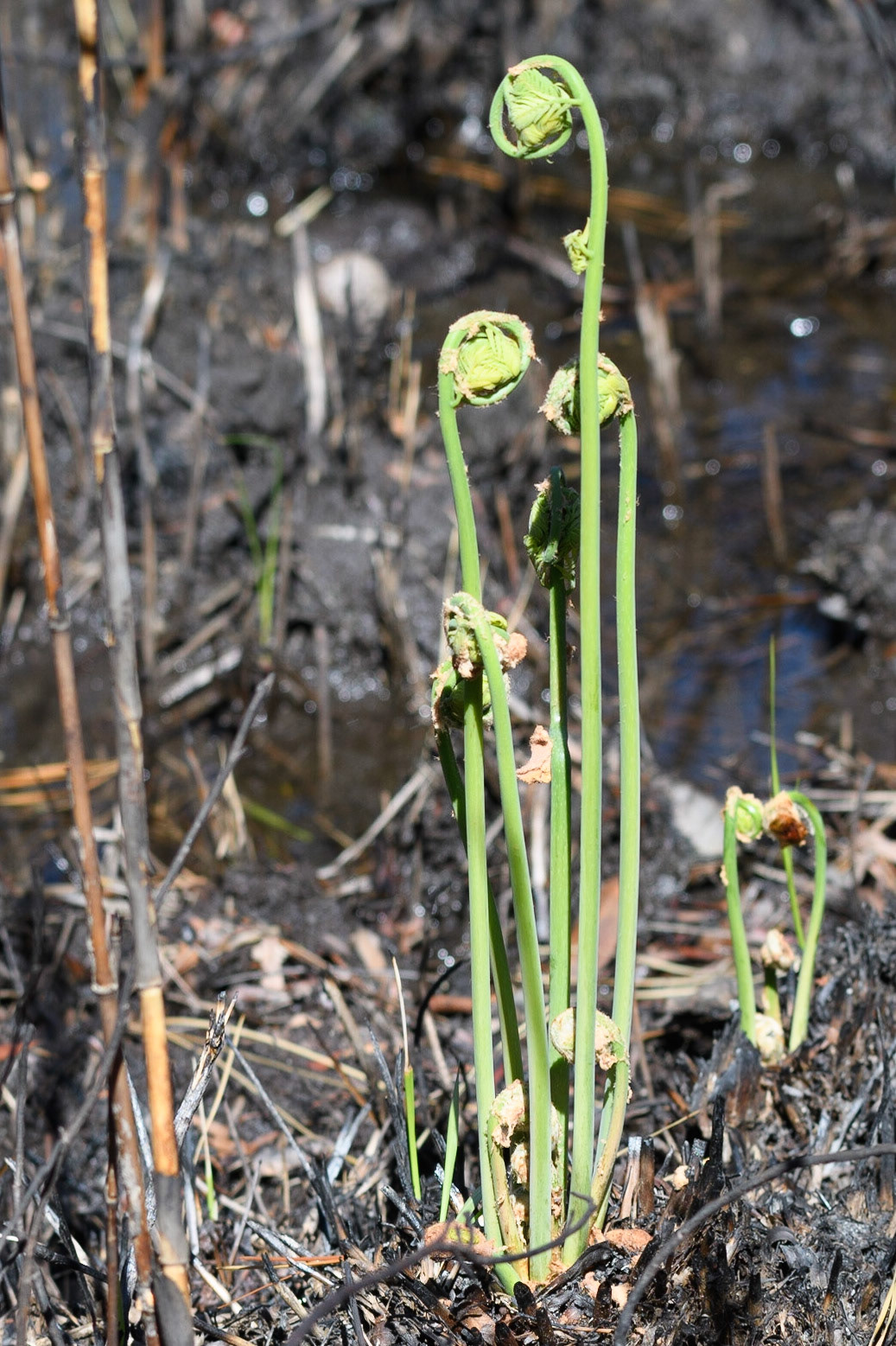 Fiddlehead Fern