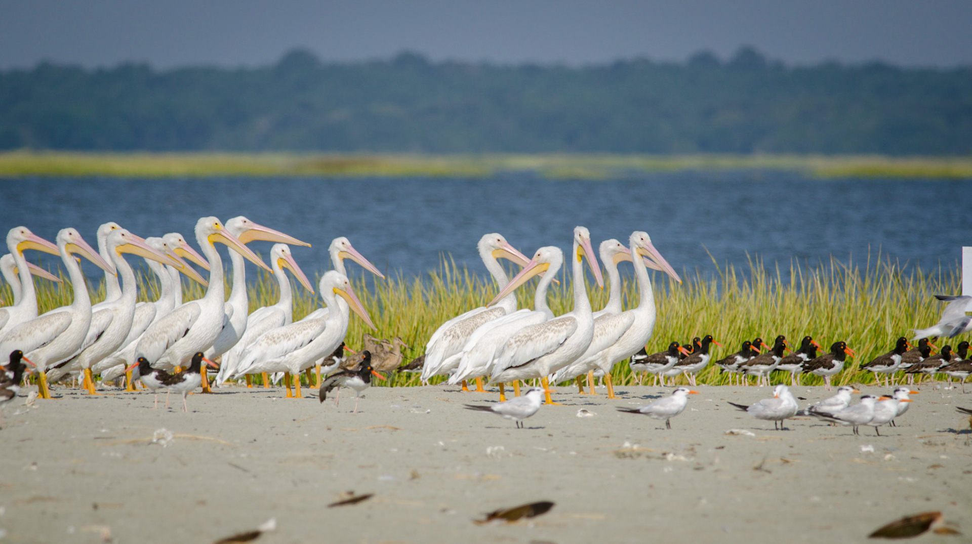 White Pelicans, American Oyster Catchers, Royal Terns, and Marbled Godwits