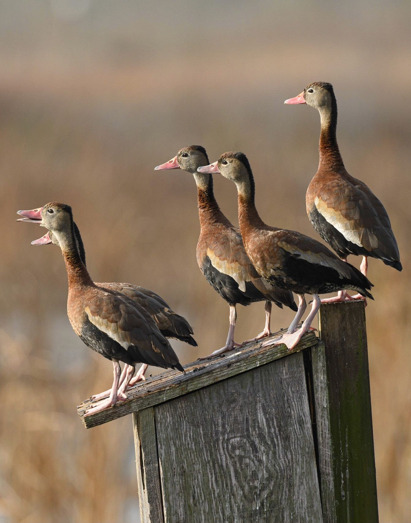 Black-Bellied Whistling Ducks