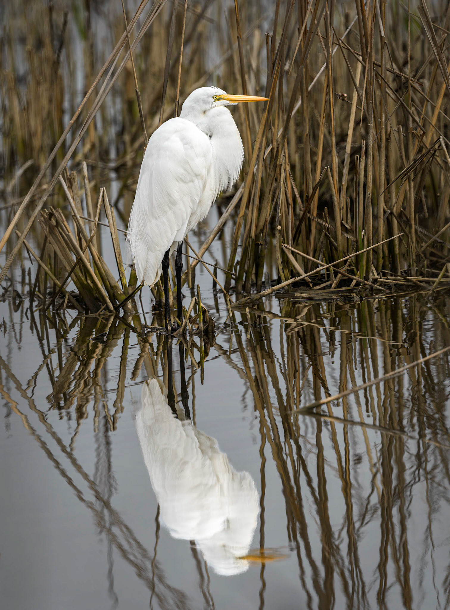 Great Egret