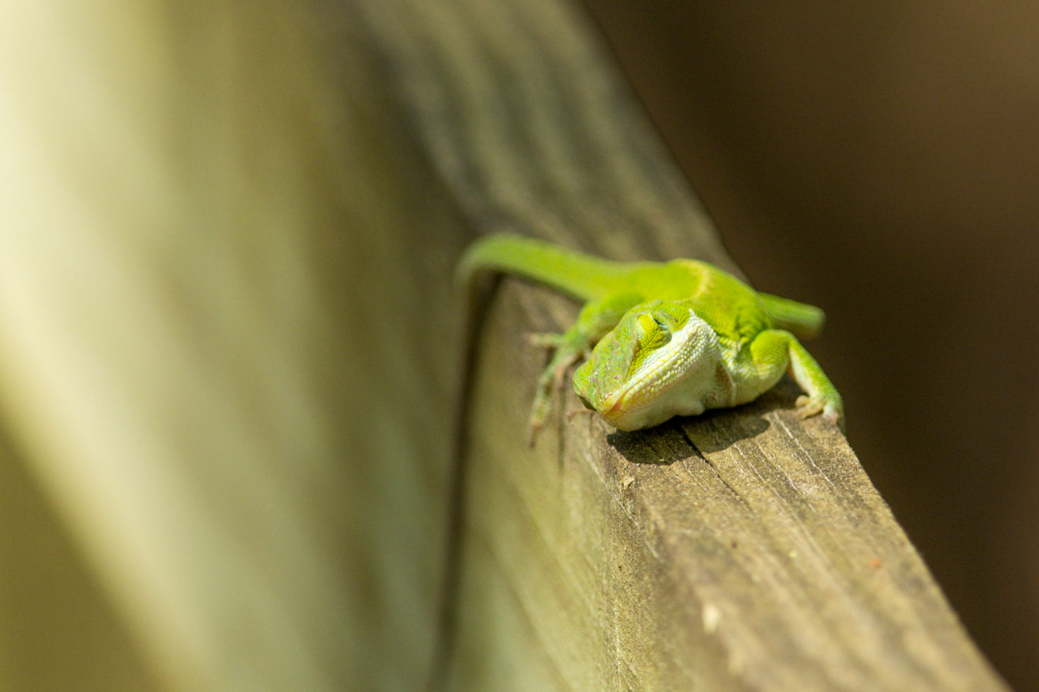 Carolina Anole