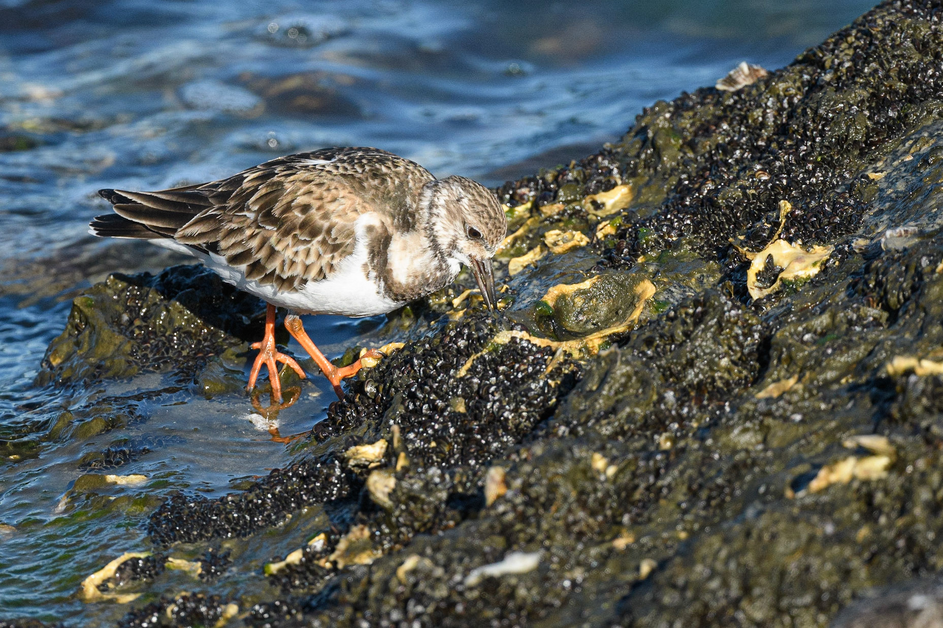 Ruddy Turnstone at the Jettys