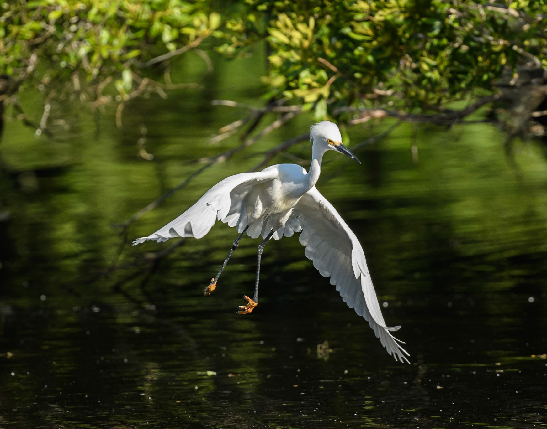 Snowy Egret