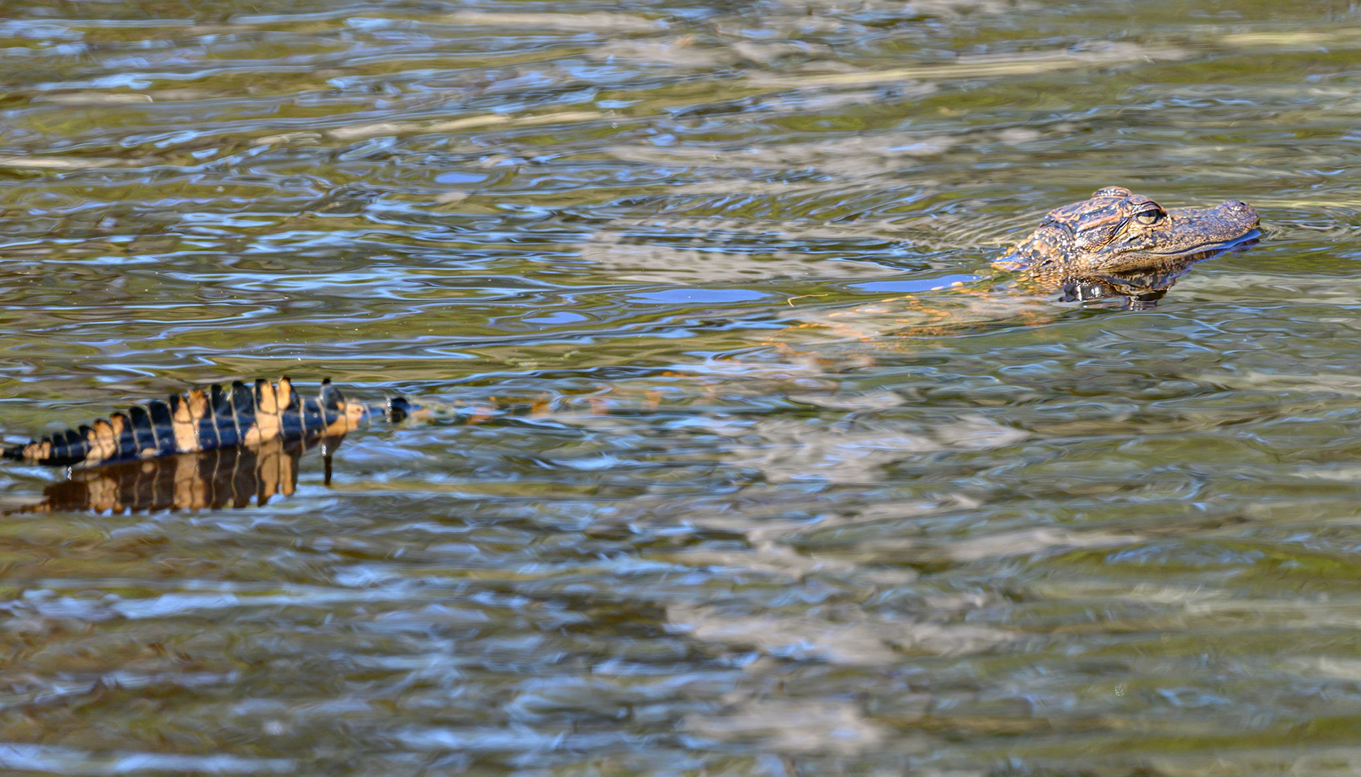 Young alligator