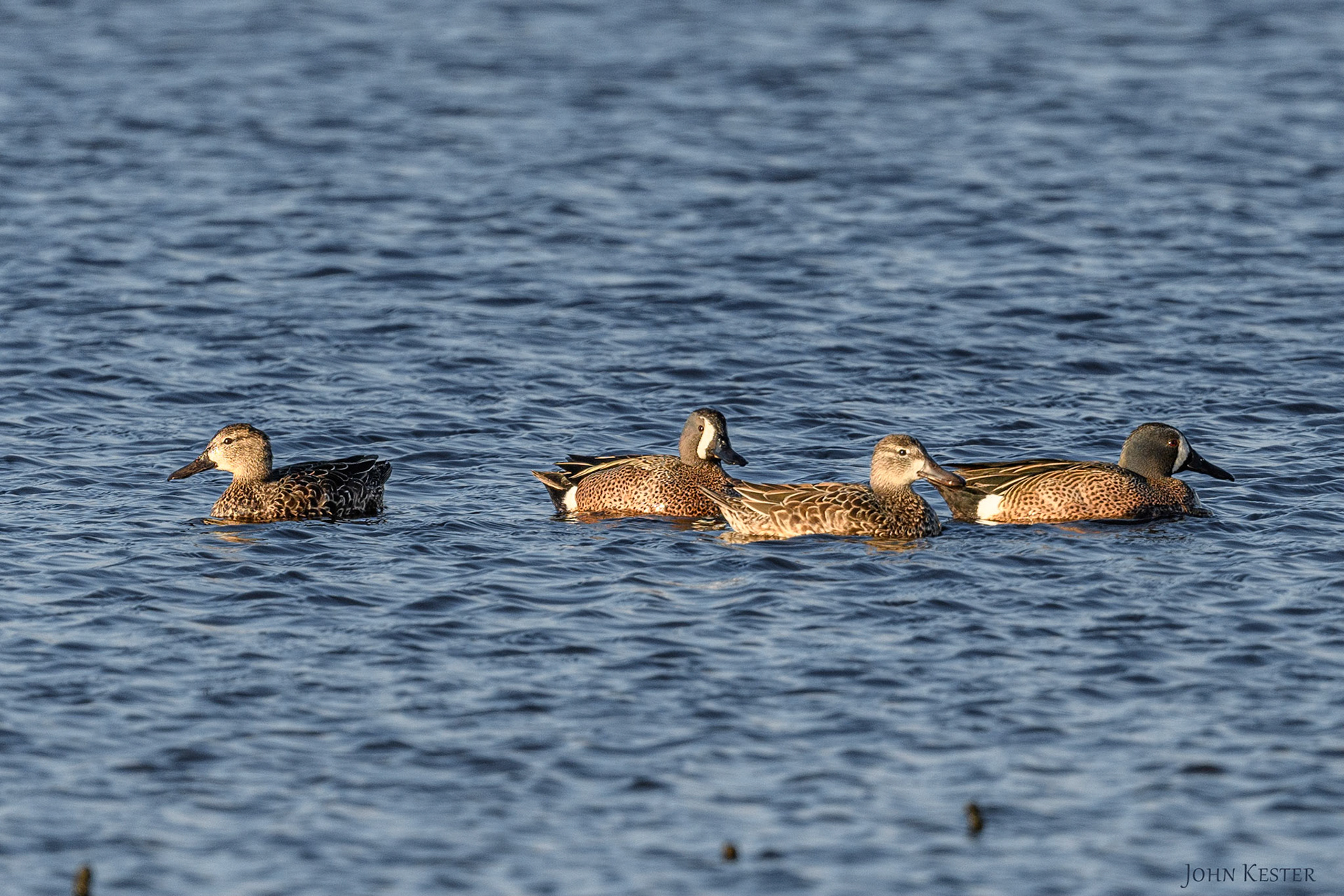 Blue-Winged Teal