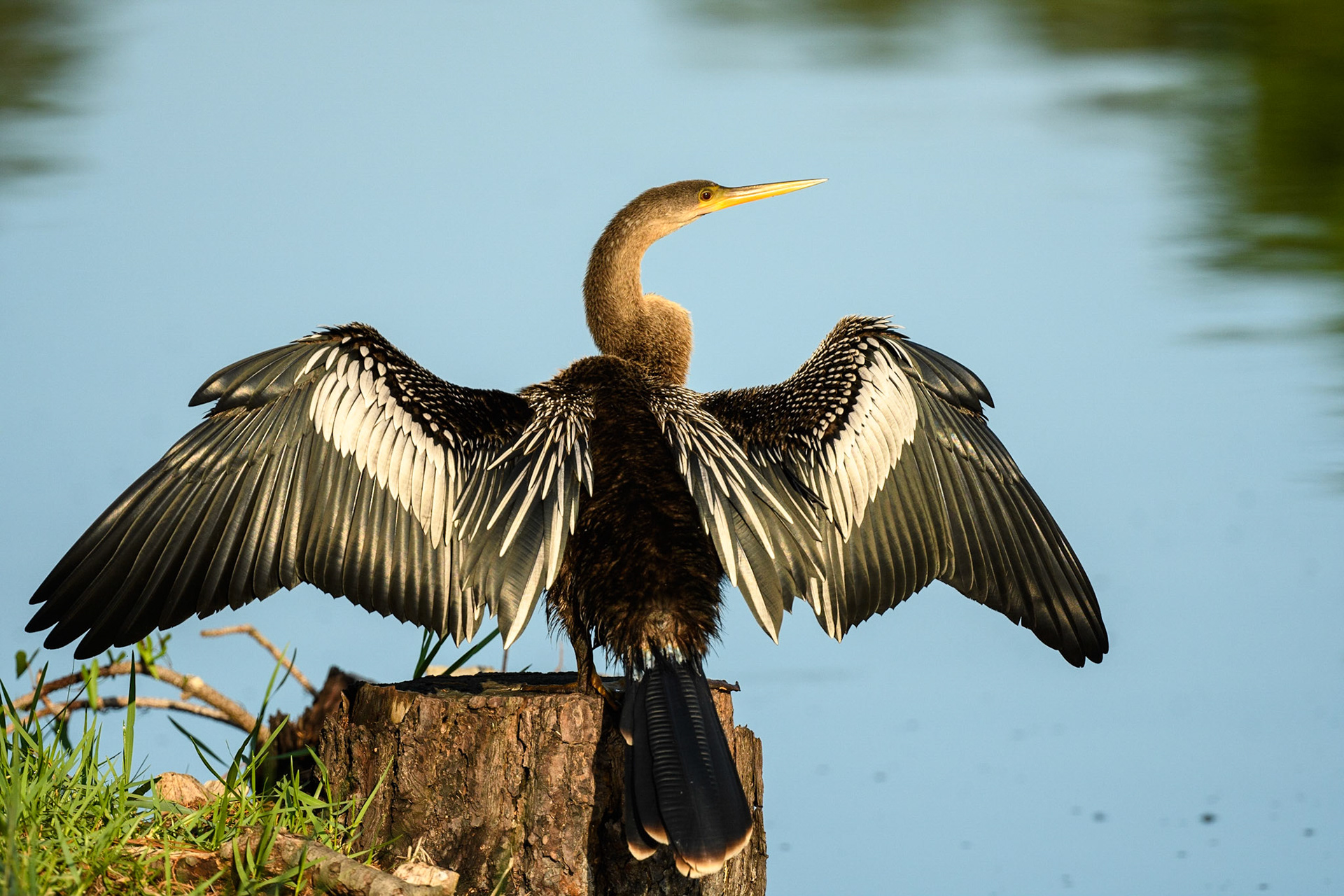 Anhinga