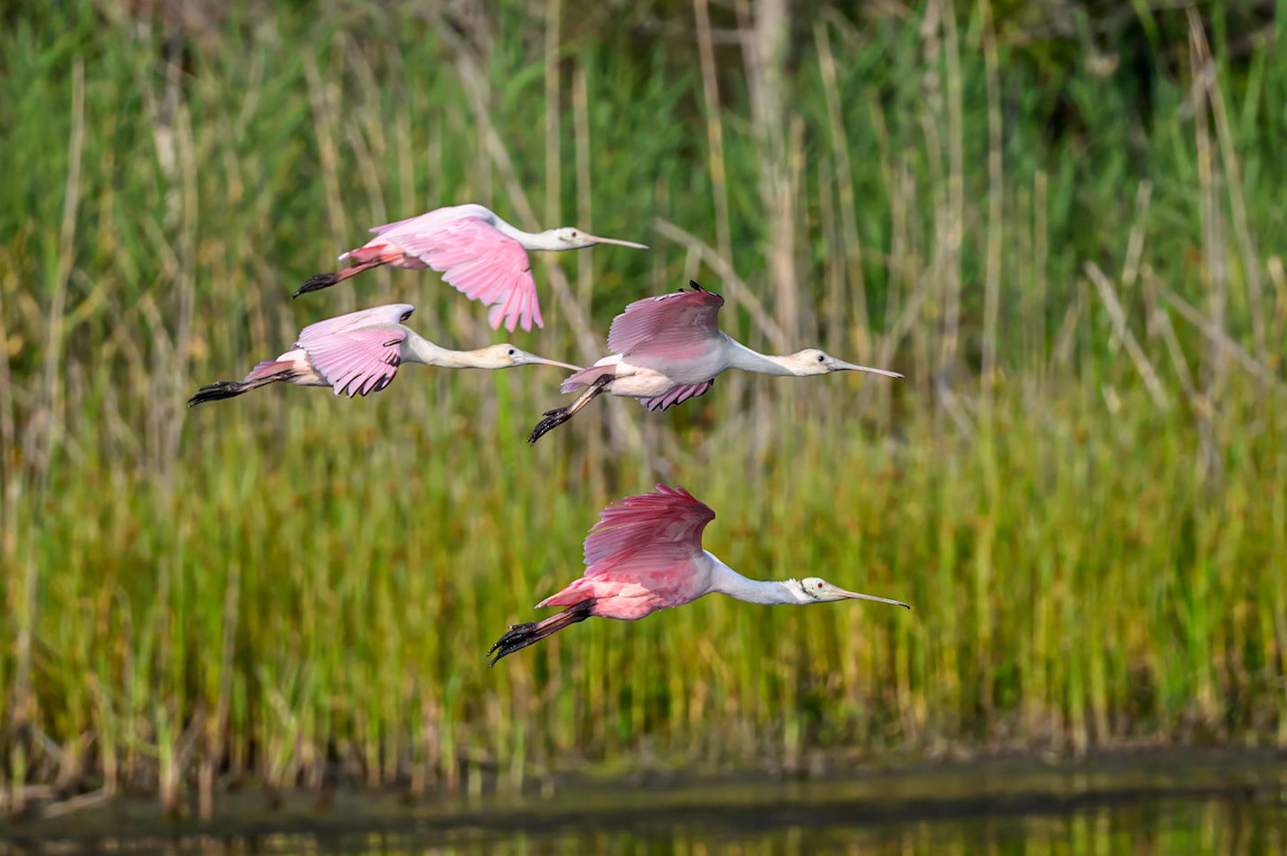 Roseate Spoonbills