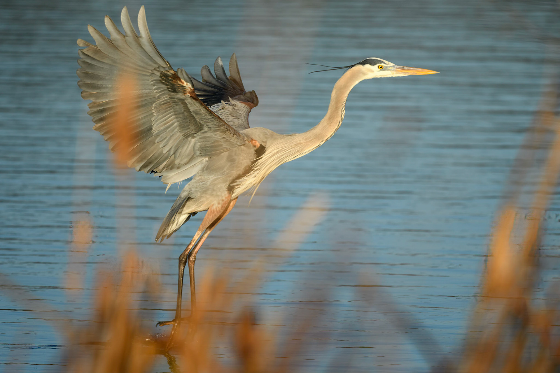 Great Blue Heron