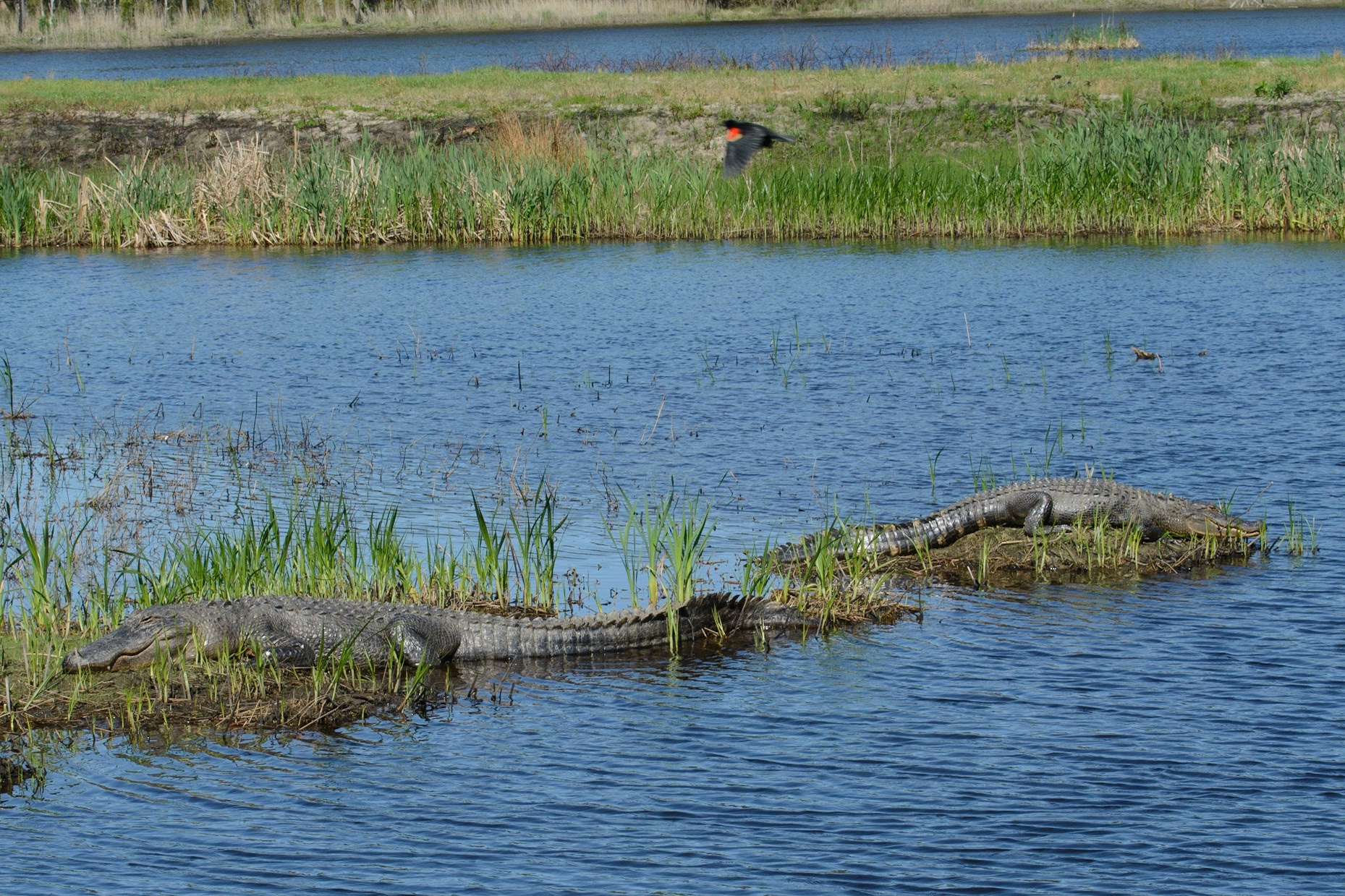 Alligators (also Red-Winged Blackbird in flight)