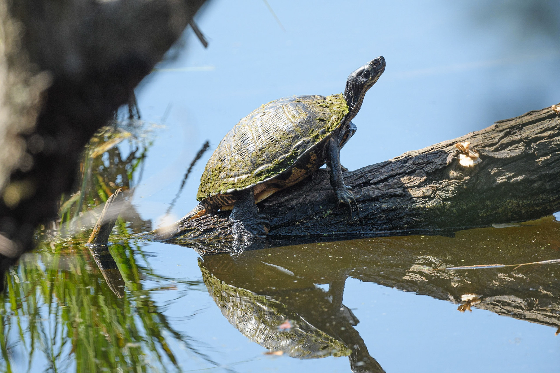 Yellow-Bellied Slider