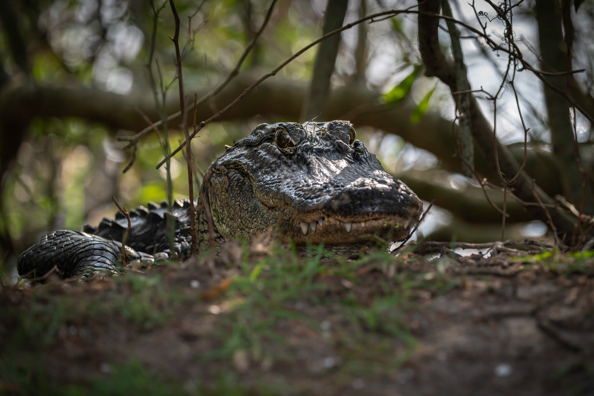 Alligator coming up the crawl
