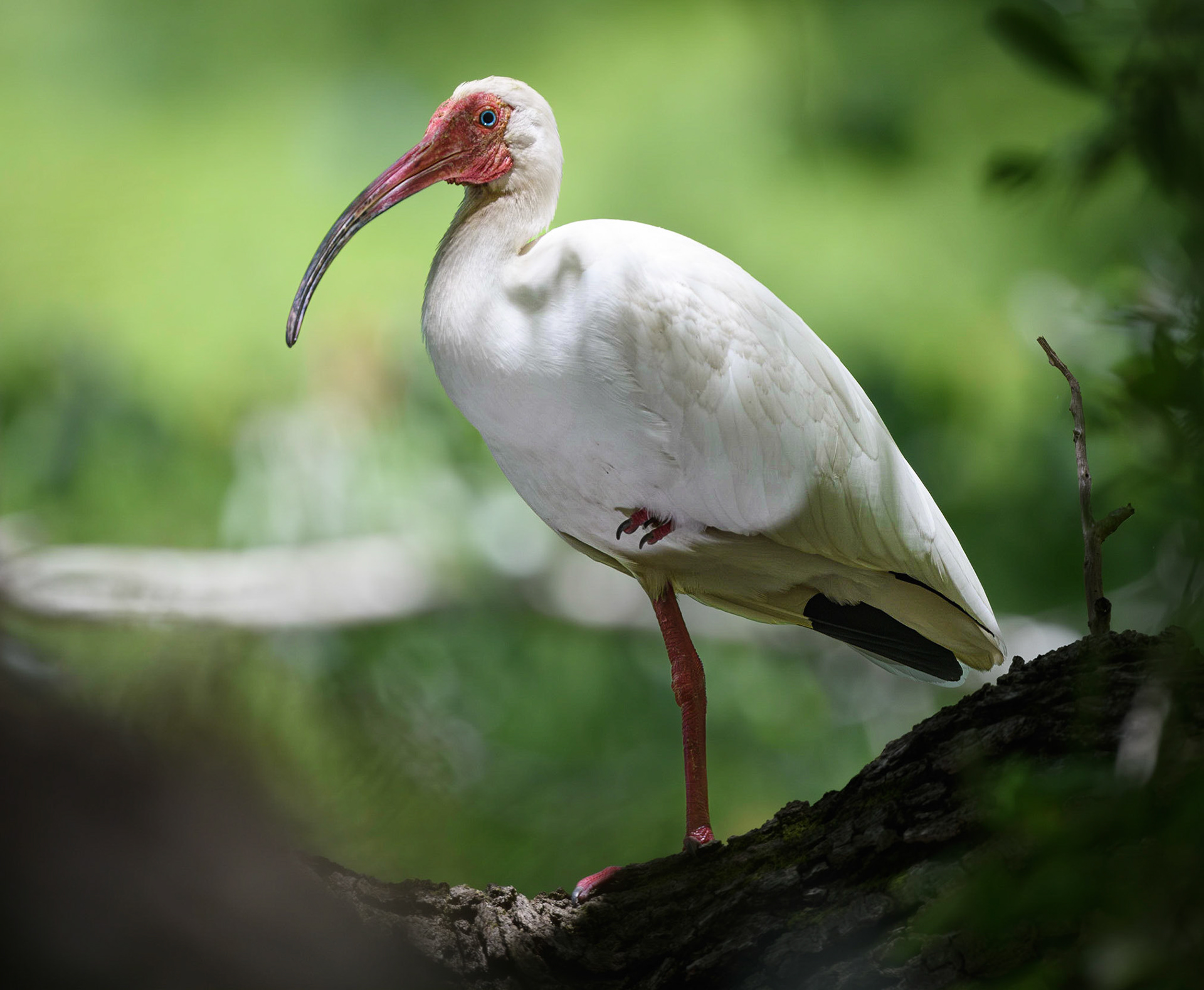 White Ibis
