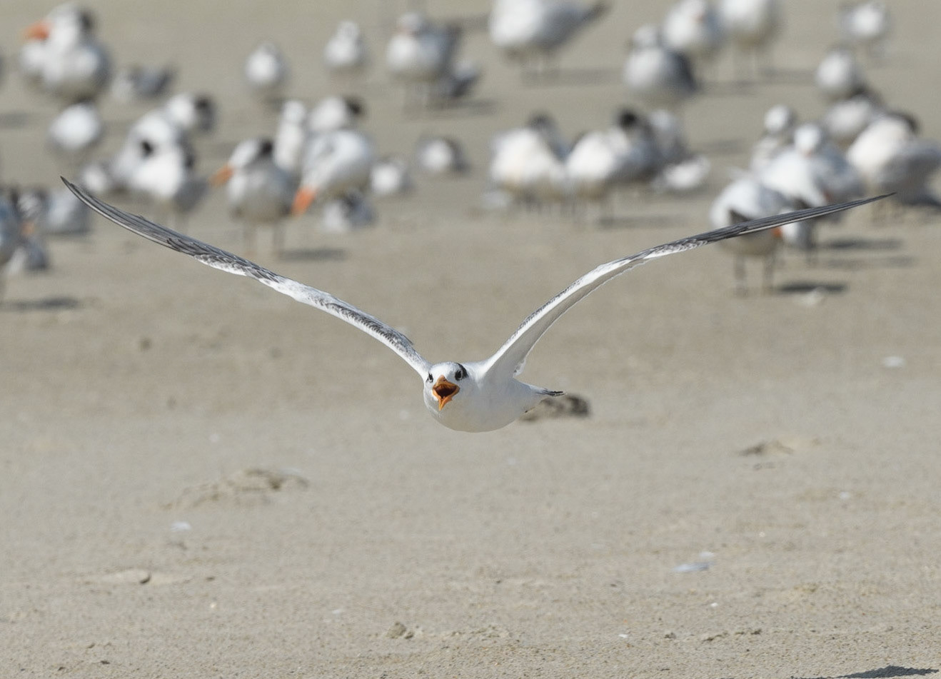 Royal Tern