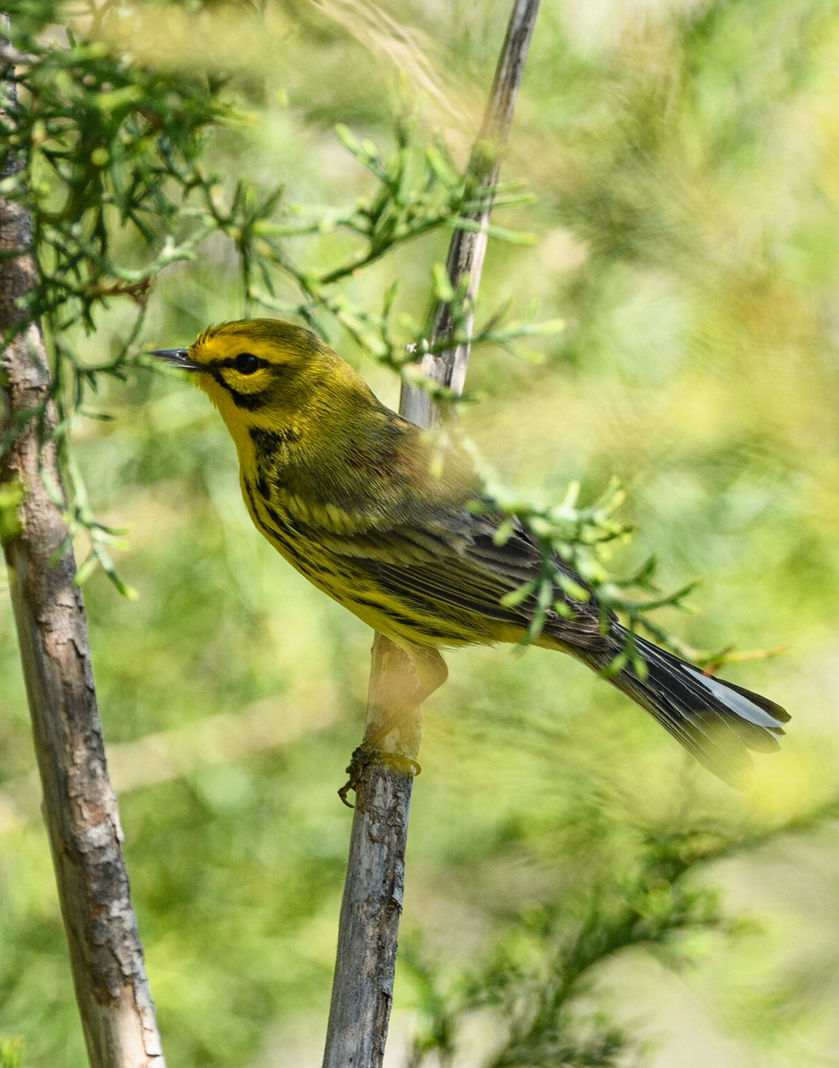Prairie Warbler