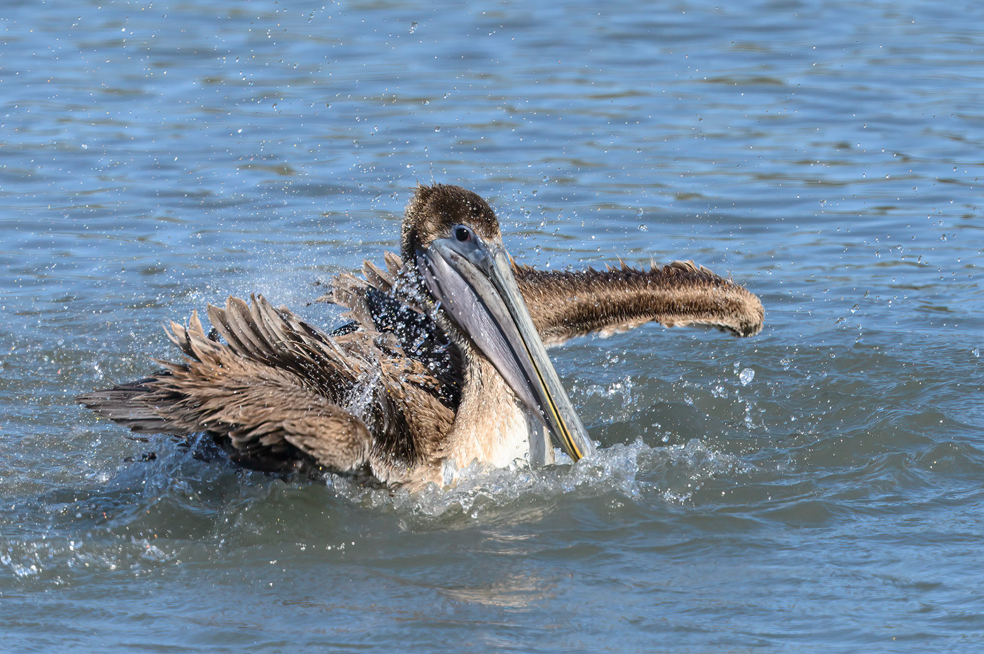 Brown Pelican beating his wings into the water to try to stir up something to eat