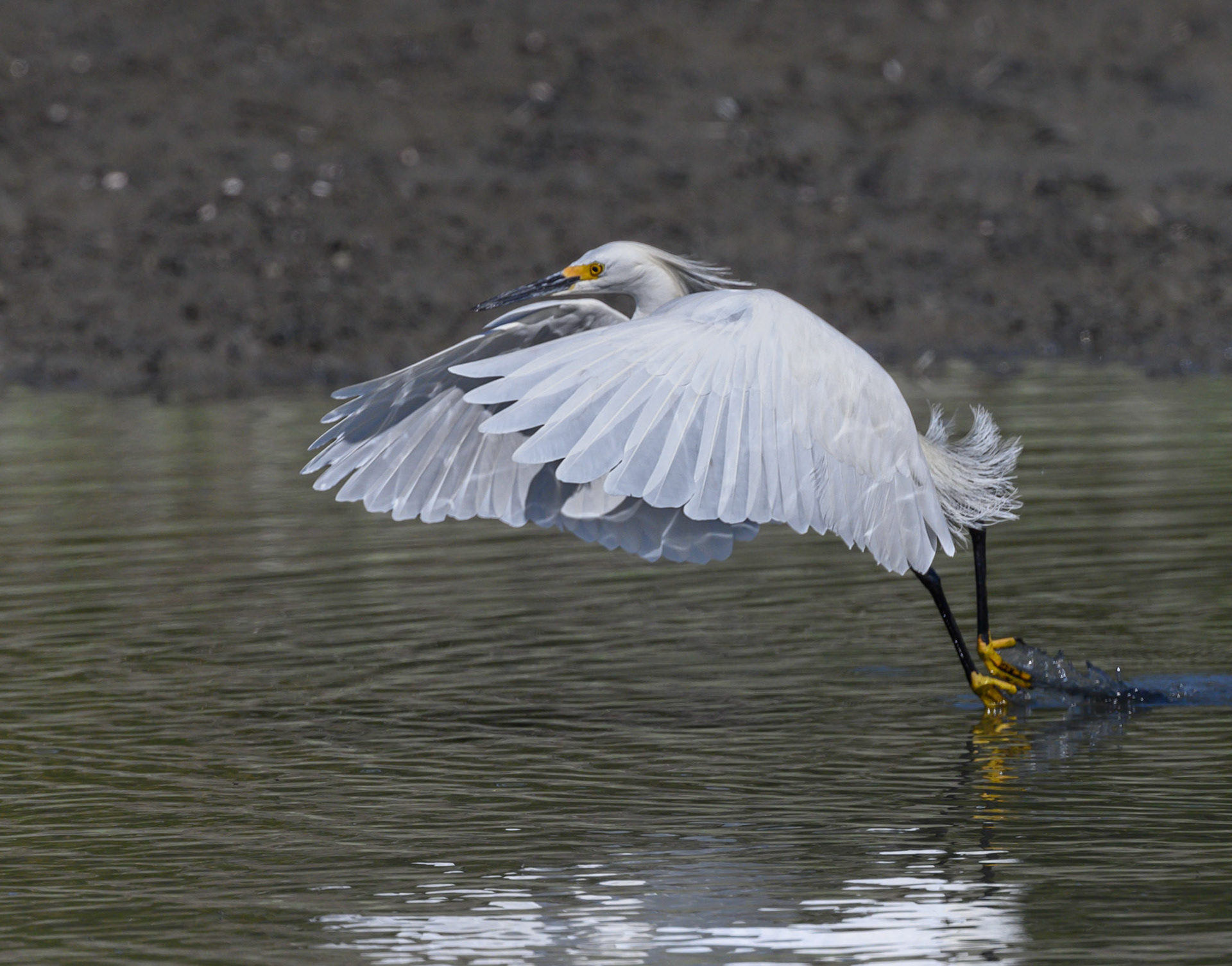 Snowy Egret taking off