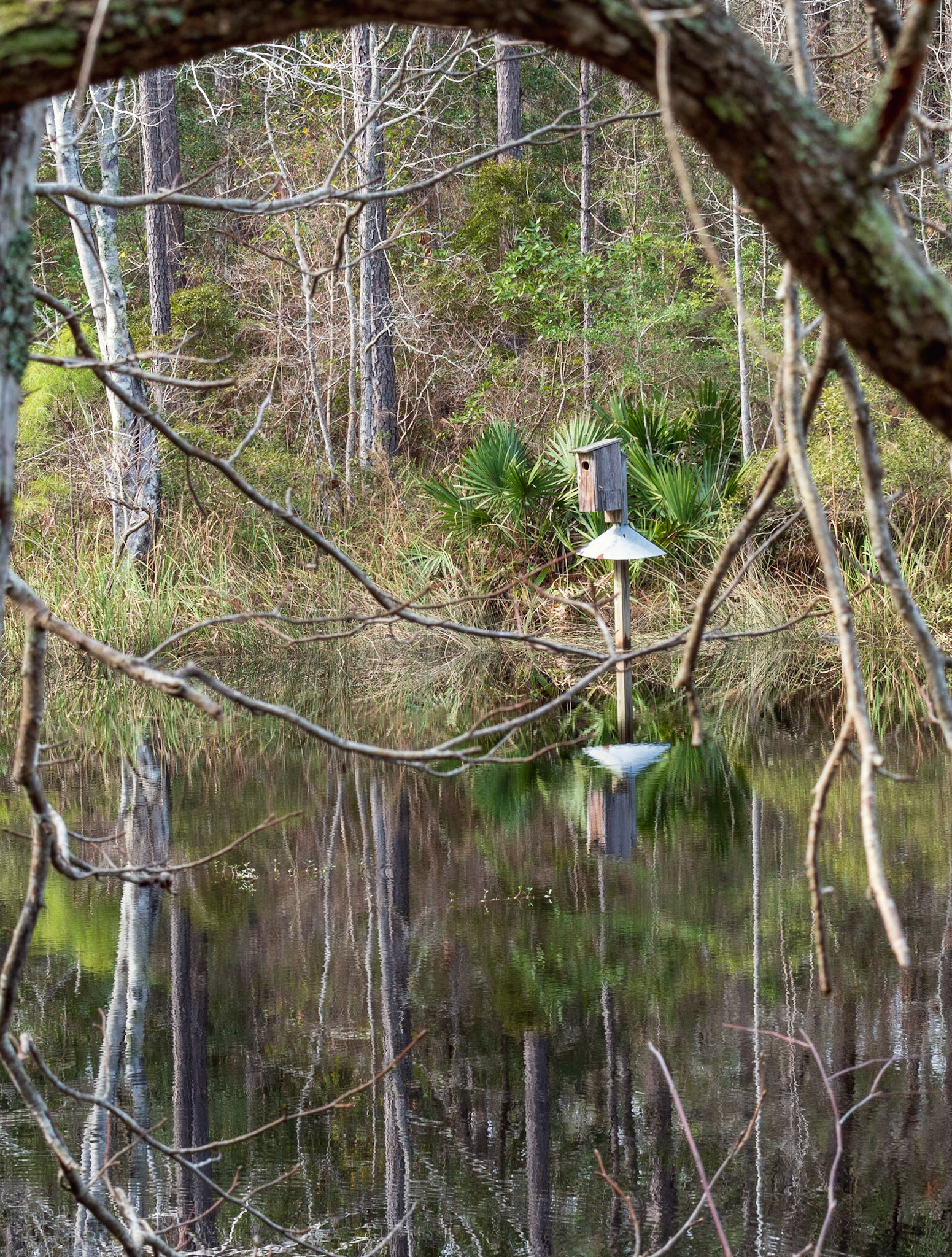 Wood Duck box on South Tibwin Trail