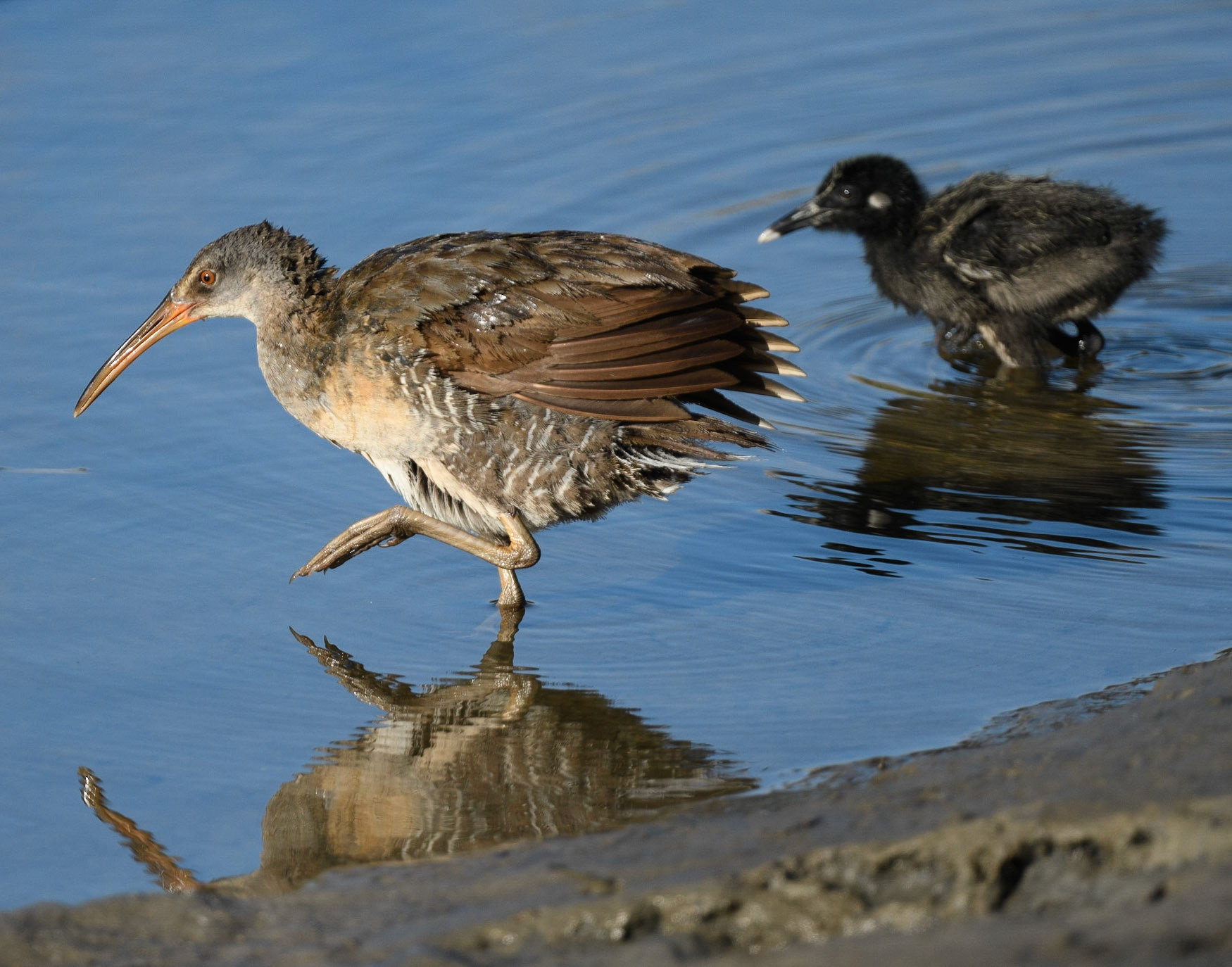 Clapper Rail with chick