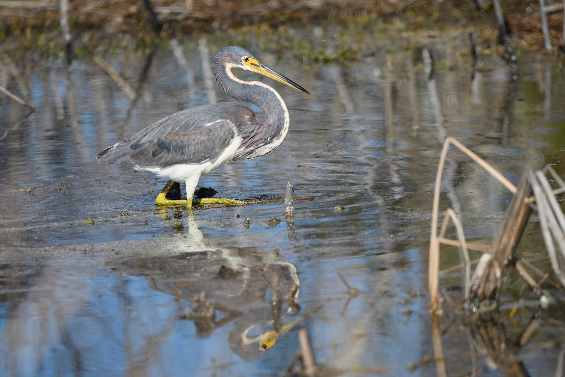 Tri-Colored Heron