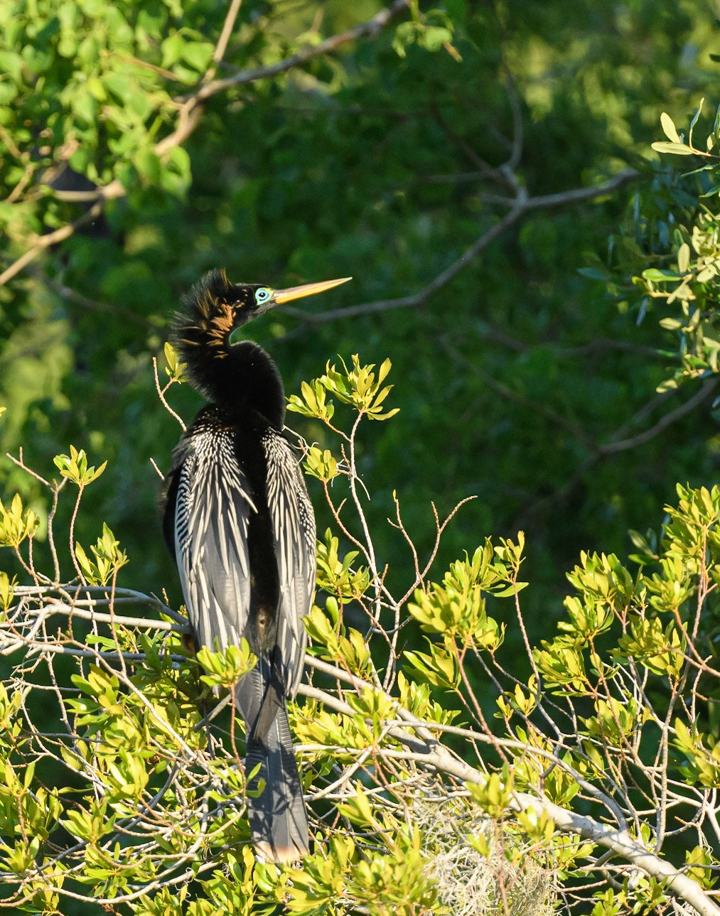 Anhinga