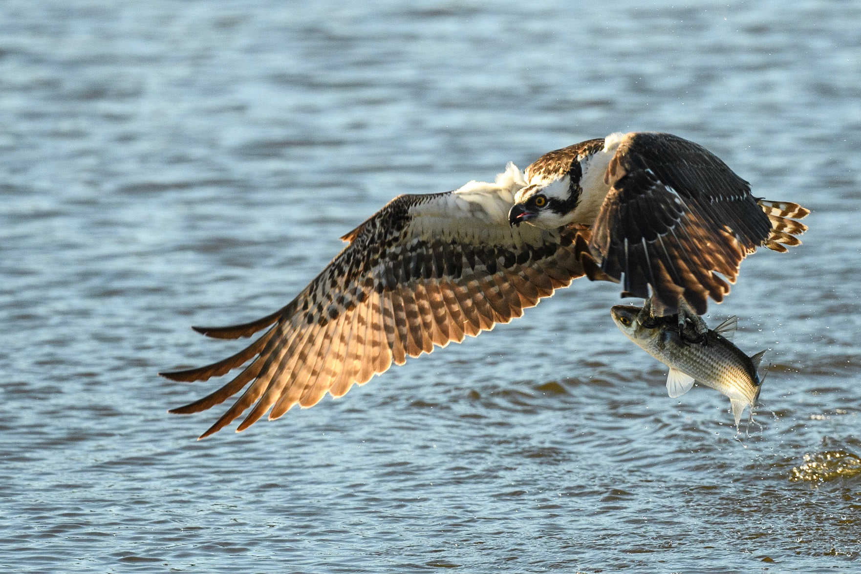 Osprey picks up a mullet in Mullet Pond