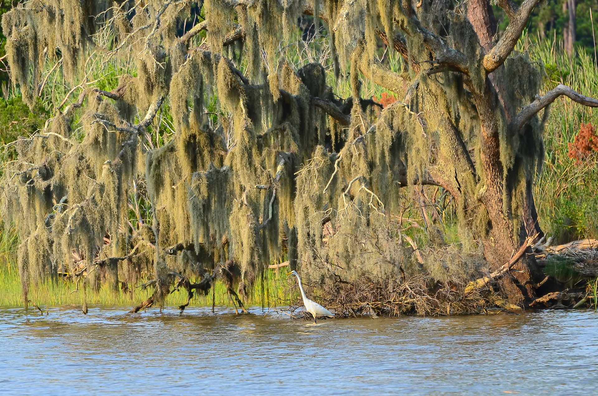 Great Egret